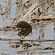 Muskrat