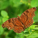 Brown Pansy