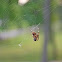 Orb-Weaver Spider