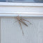 Grasshopper