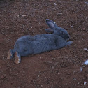 Conejo