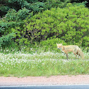 Red Fox