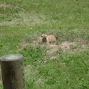Black Tailed Prairie Dog