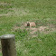 Black Tailed Prairie Dog