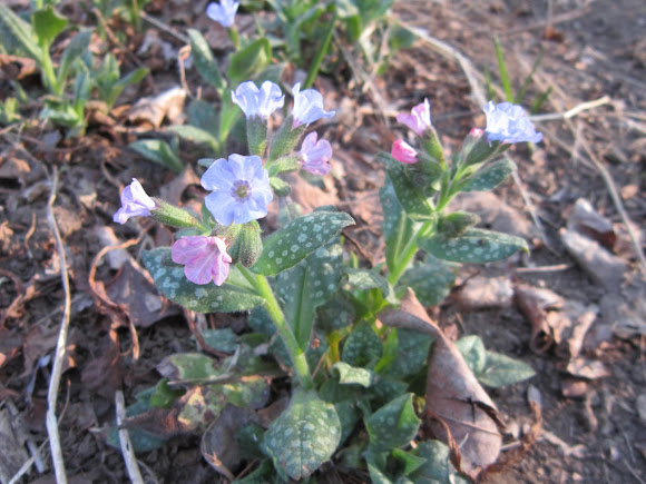 Spotting Image 1