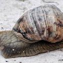 snail