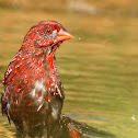 Red Avadavat