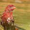 Red Avadavat