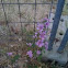 Malva, malvavisco