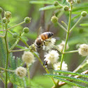 Honey Bee