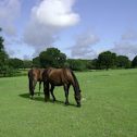 Morgan Horse (and others)