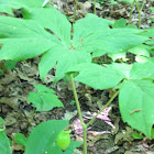 Mayapple