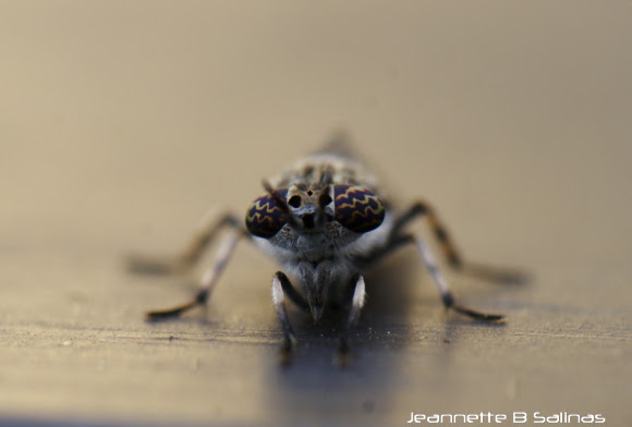Spotting Image 1