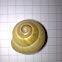 White lipped snail