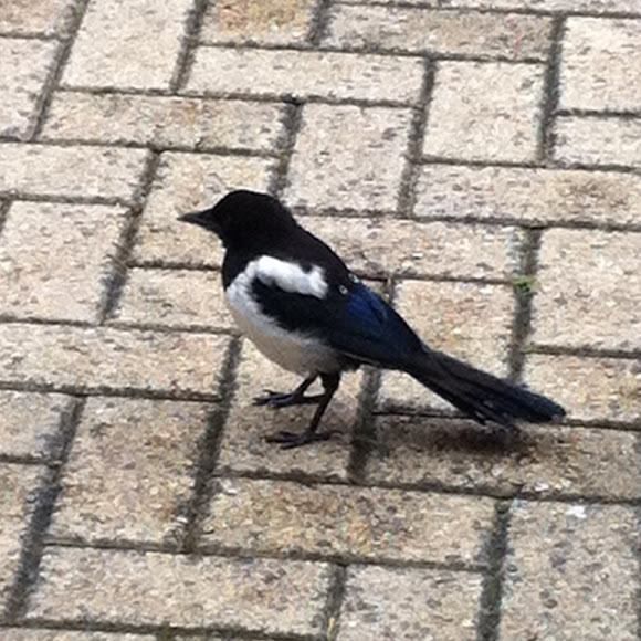 Spotting Image 1