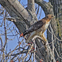 Red Tailed Hawk