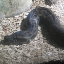 Burmese Python