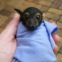 Spectacled Flying-fox