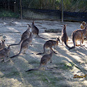 Eastern Grey Kangaroo