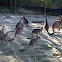 Eastern Grey Kangaroo