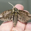 Plebeian sphinx