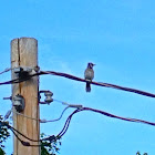 Blue Jay