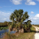 Cabbage Palmetto
