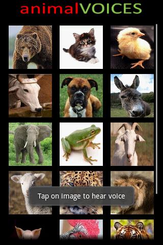 免費下載教育APP|Animal Voices for Toddlers app開箱文|APP開箱王