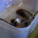 Mozambique Spitting Cobra