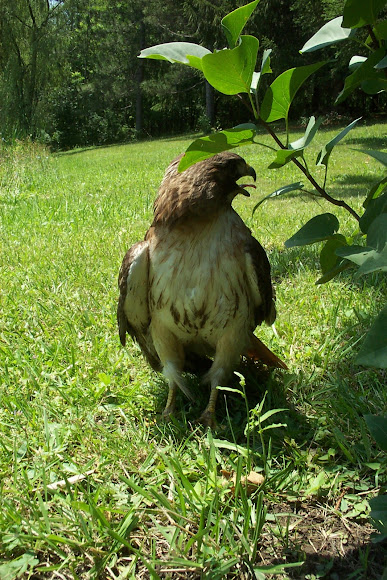 Spotting Image 1