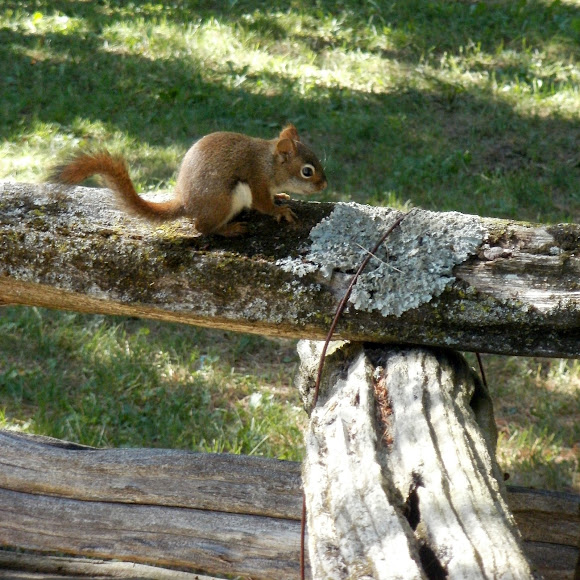 Spotting Image 1