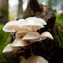 Porcelain fungus