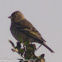 Chaffinch; Pinzón Común