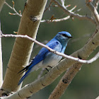 Mountain Bluebird