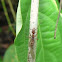 Ectatomma ant