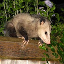 Oppossum
