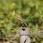 Eastern Meadowlark
