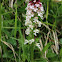 Orchis brûlée