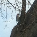 Woodpecker