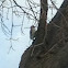 Woodpecker