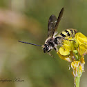 (Male) Scoliid Wasp