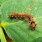 Lappet Moth Caterpillar