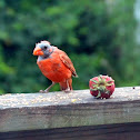 Northern Cardinal