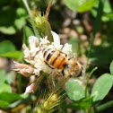 Bee