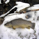 Brown Trout