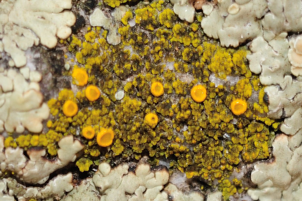 Candelariella vitellina & Carbonea vitellinaria