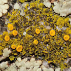 Candelariella vitellina & Carbonea vitellinaria