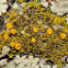 Candelariella vitellina & Carbonea vitellinaria