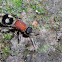 Velvet ant