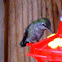 Humming bird